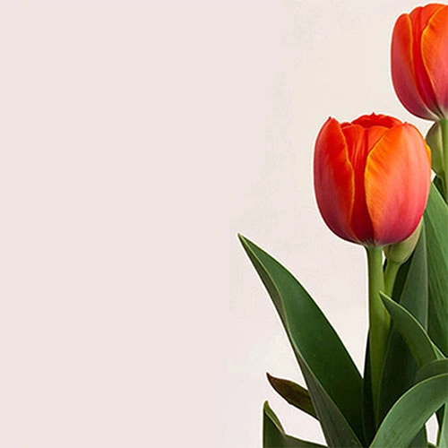 Бесплатная доставка