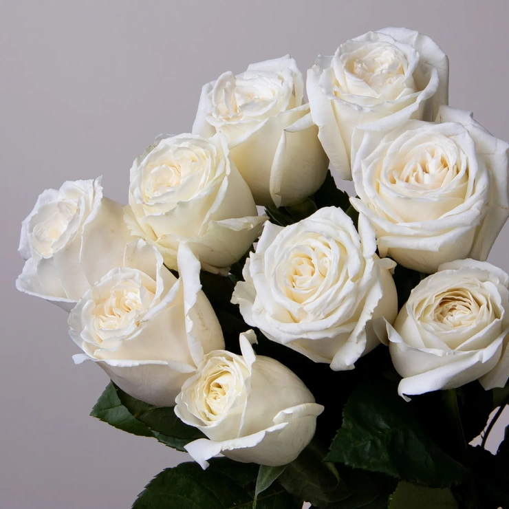 Розы бланка белые фото 2