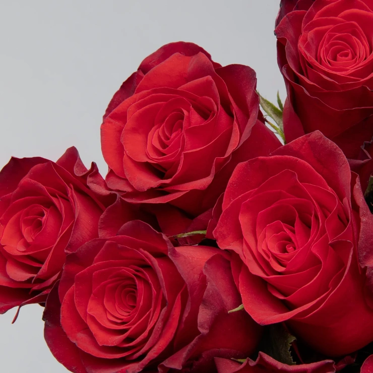 Розы родос красные фото 2