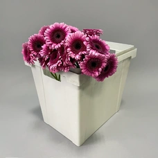 Гермини Изабель бордовый