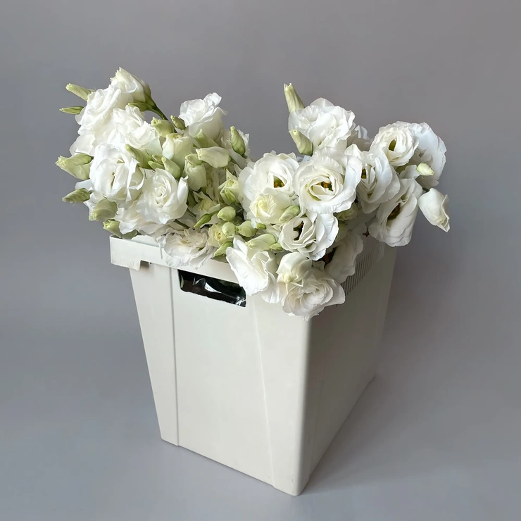 Лизиантус - Ду Арена Джиант Вайт  белый фото 1