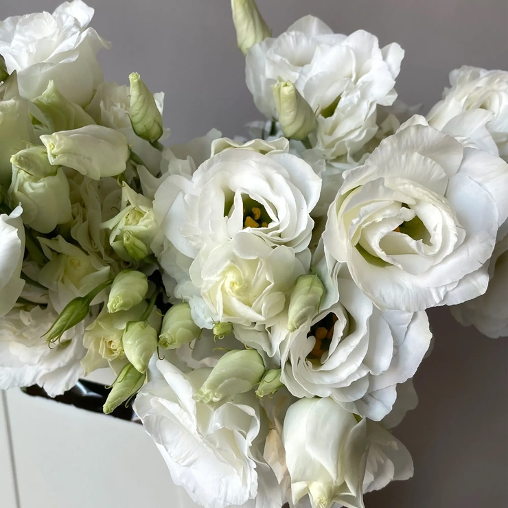 Лизиантус - Ду Арена Джиант Вайт  белый фото 2