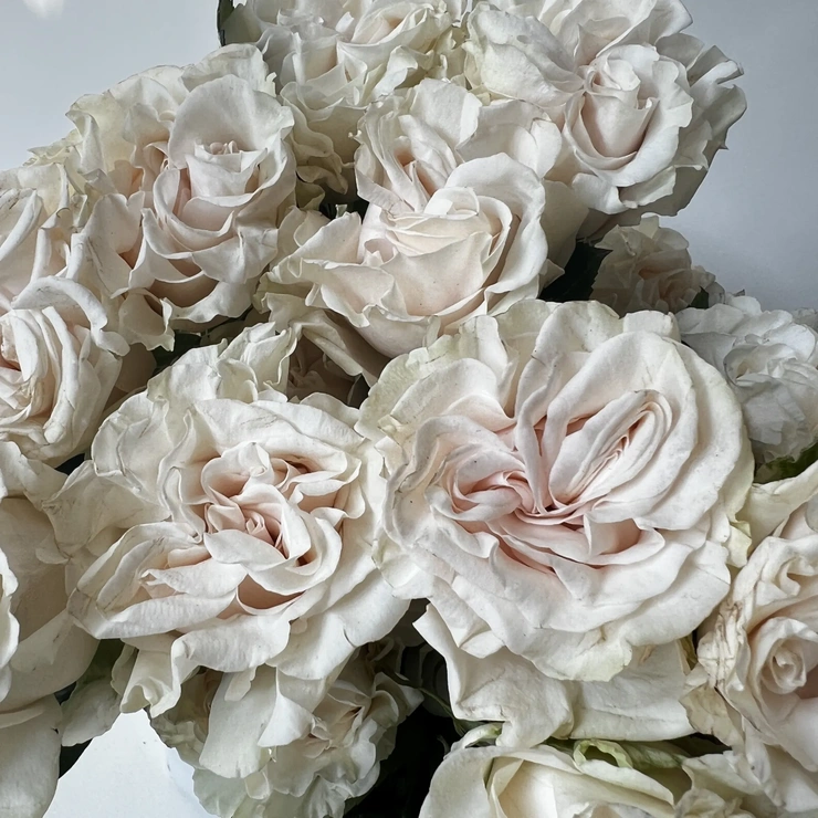 Роза - Коттон Экспрешн белый фото 2