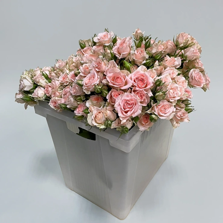 Роза кустовая - Свит Сара розовый фото 1