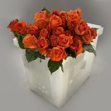 Роза - вейв оранжевая